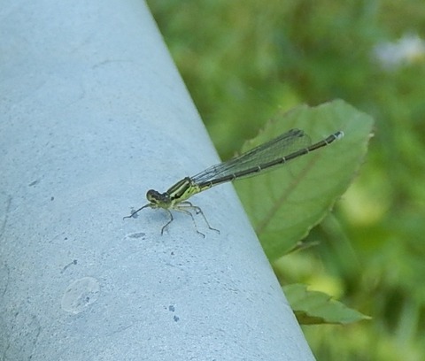 DSCN3528