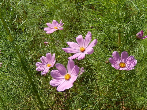 DSCN6075
