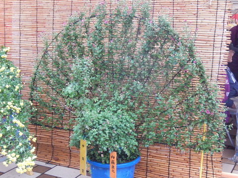 DSCN8318