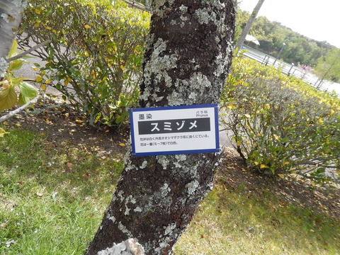 DSCN3266