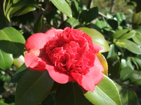 DSCF0037