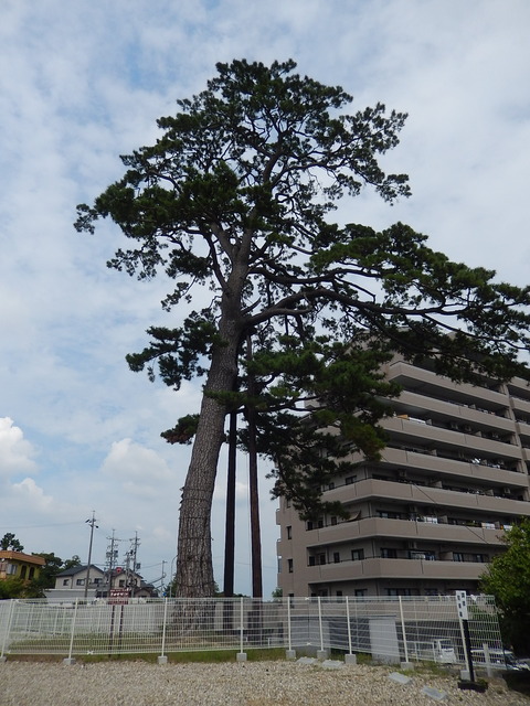 DSCN8582