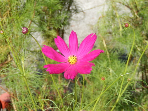 DSCN6086