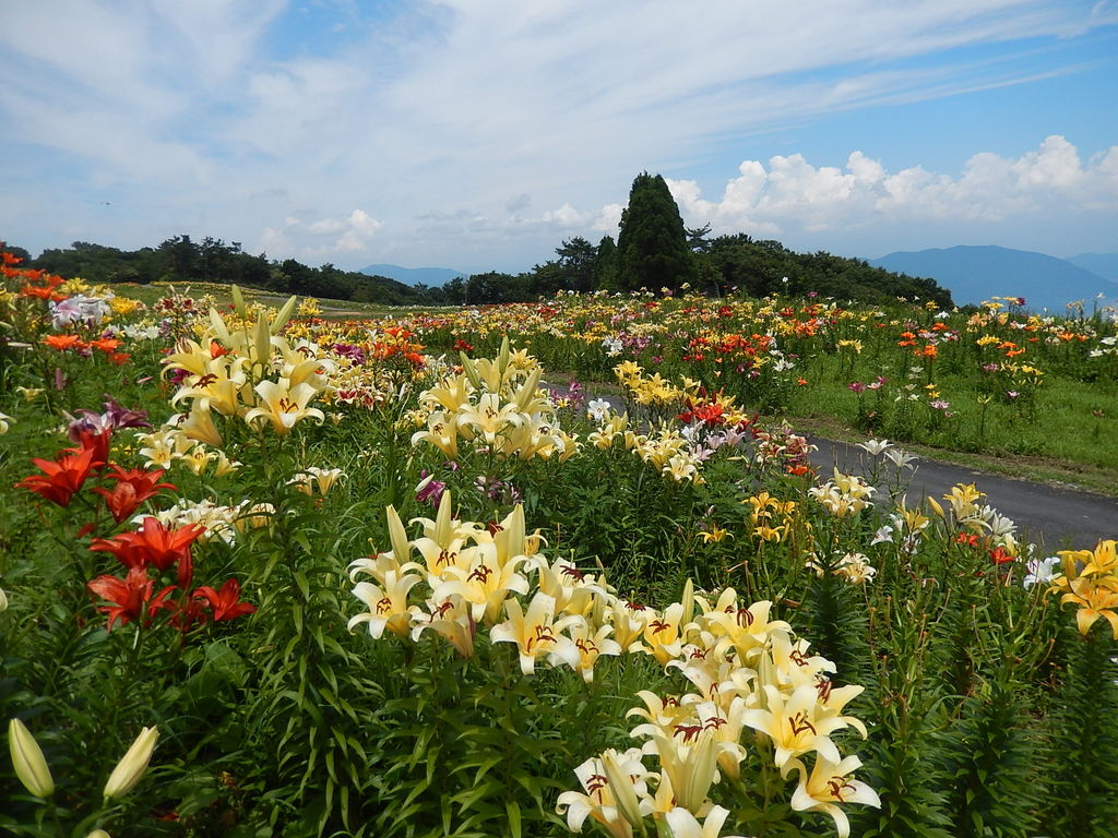 250万輪のゆりの楽園 びわこ箱館山ゆり園 やつば池散歩道 豊田市 のブログ