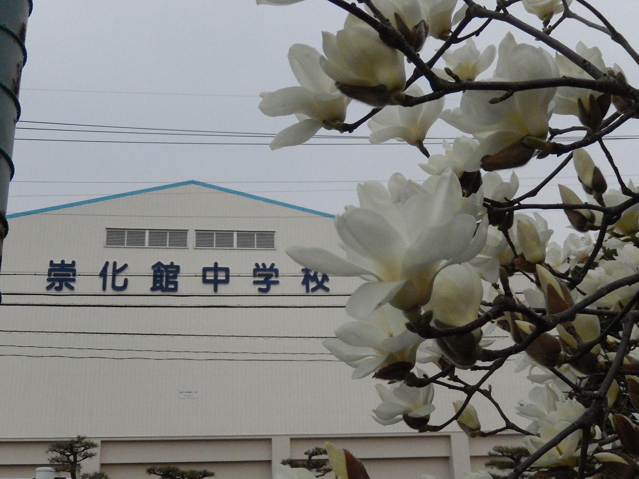 崇化館中学校の前に咲く白モクレン やつば池散歩道 豊田市 のブログ