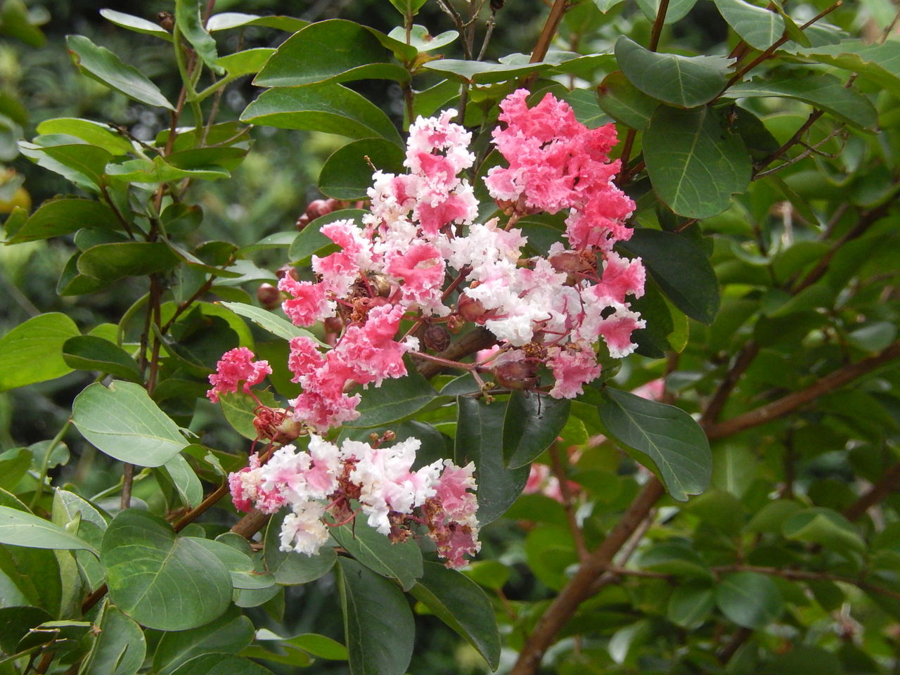 近所の散歩道に咲くサルスベリの花 やつば池散歩道 豊田市 のブログ
