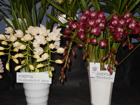DSCN8684