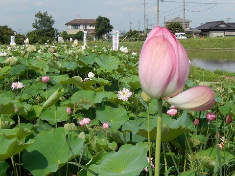 DSCN4130