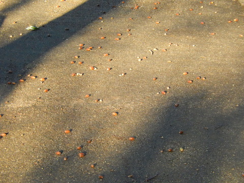 DSCN7718