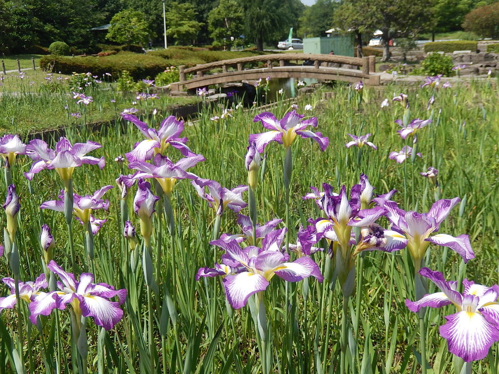 名古屋市緑区 大高緑地の花しょうぶ園 やつば池散歩道 豊田市 のブログ