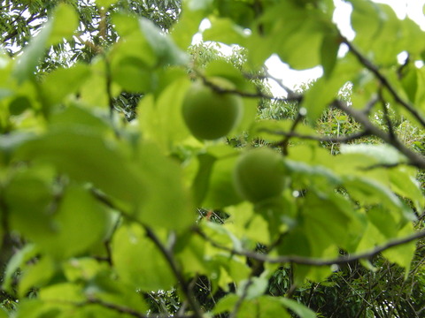 DSCN2765