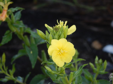 DSCN6118