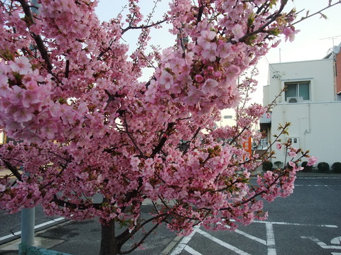 DSCF0003