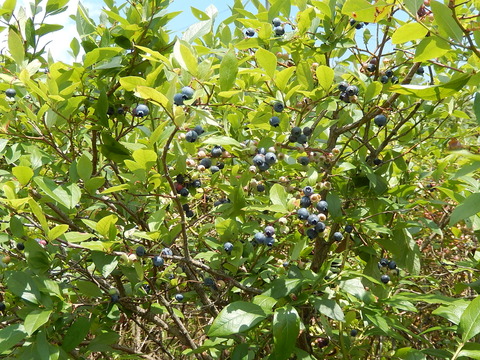 DSCN4530