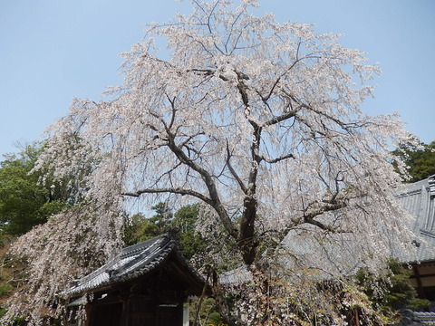 DSCN2267