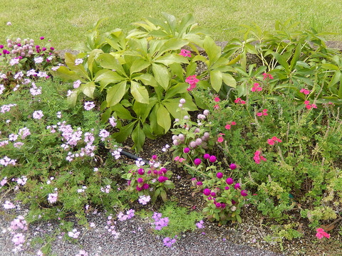 DSCN5942