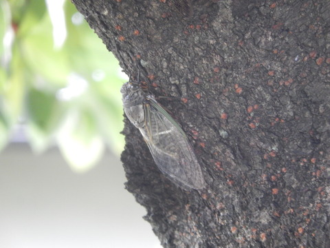 DSCN7871