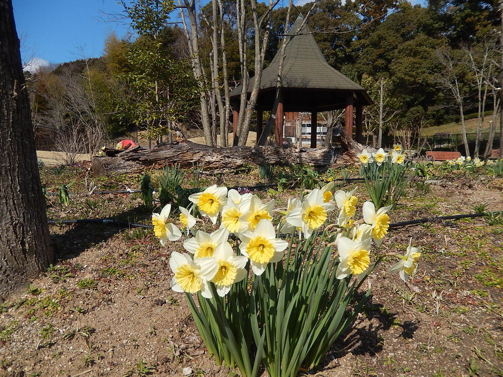 スイセンの花が楽しめる鞍ヶ池公園の英国庭園 やつば池散歩道 豊田市 のブログ