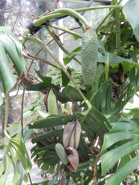 DSCN5633