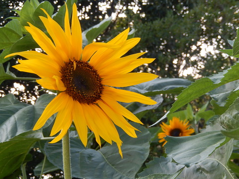 DSCN3106