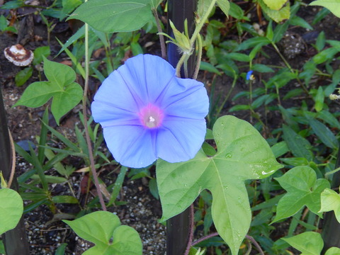 DSCN5575
