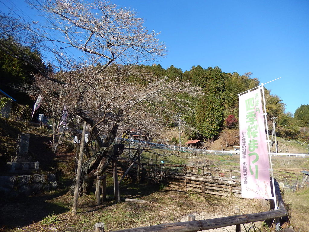 愛知県指定天然記念物 豊田市前洞町の四季桜 やつば池散歩道 豊田市 のブログ 愛知県指定天然記念物 豊田市前洞町の四季桜 やつば池散歩道 豊田市 のブログ