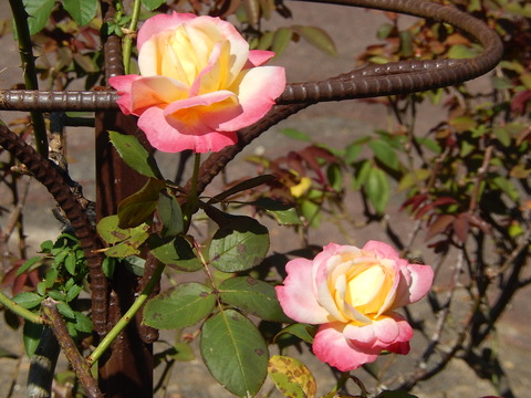 DSCN6785