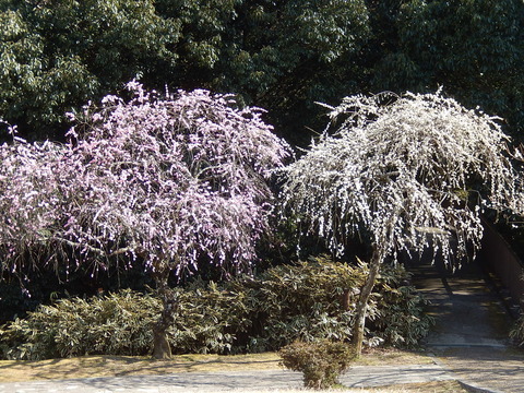 DSCN7370