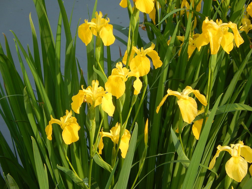 やつば池の水辺に咲くキショウブ やつば池散歩道 豊田市 のブログ