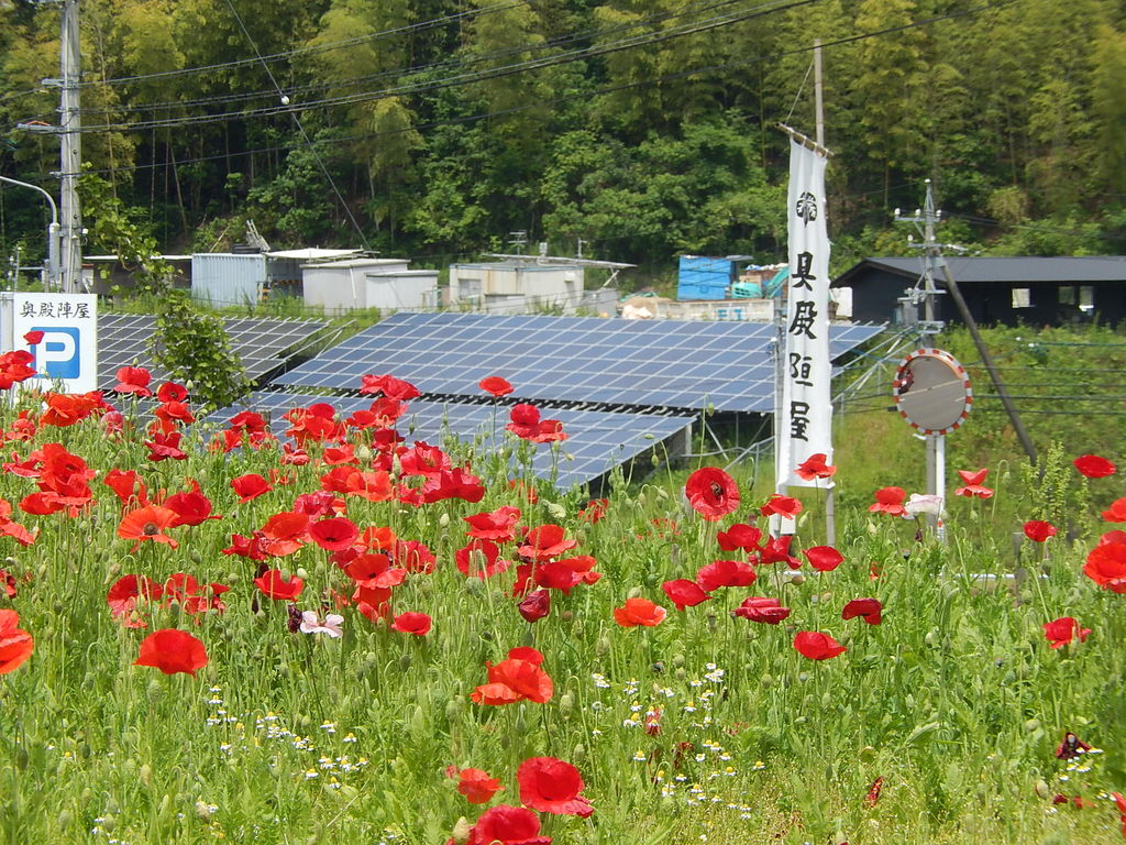 岡崎市の奥殿陣屋に咲き始めたポピー 18 5 16 やつば池散歩道 豊田市 のブログ 岡崎市の奥殿陣屋に咲き始めたポピー 18 5 16 やつば池散歩道 豊田市 のブログ