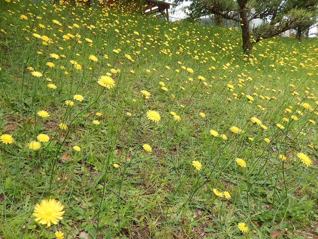 西山公園の土手に咲くタンポポモドキ やつば池散歩道 豊田市 のブログ