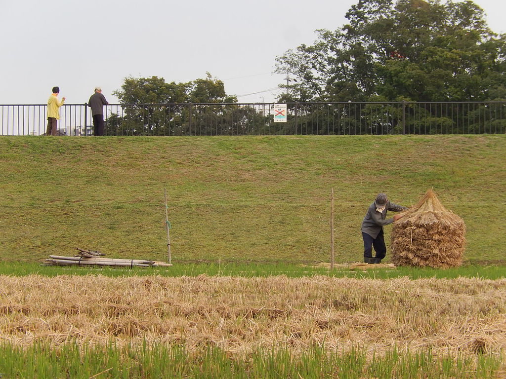 やつば池散歩道のツボケの見える風景 : やつば池散歩道（豊田市）のブログ
