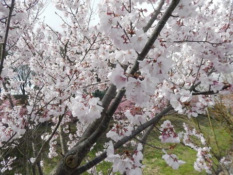 DSCN9412