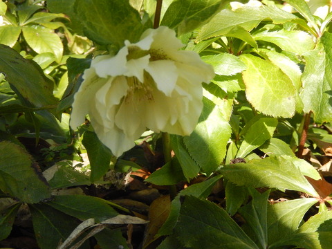 DSCN0510