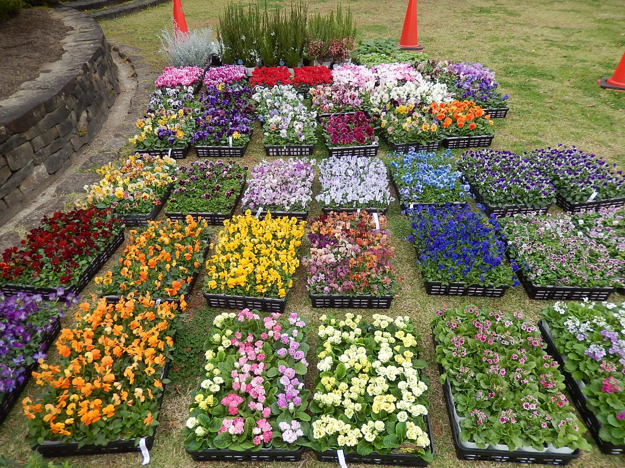 四季の花園に春を呼ぶ花の植え付け やつば池散歩道 豊田市 のブログ
