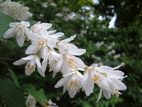 うの花