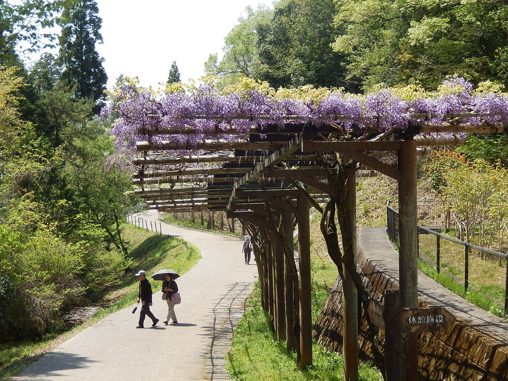 豊田市御作町「ふじの回廊」もうすぐ見頃に 2018.4.20 やつば池散歩道（豊田市）のブログ