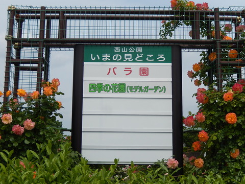 DSCN2084