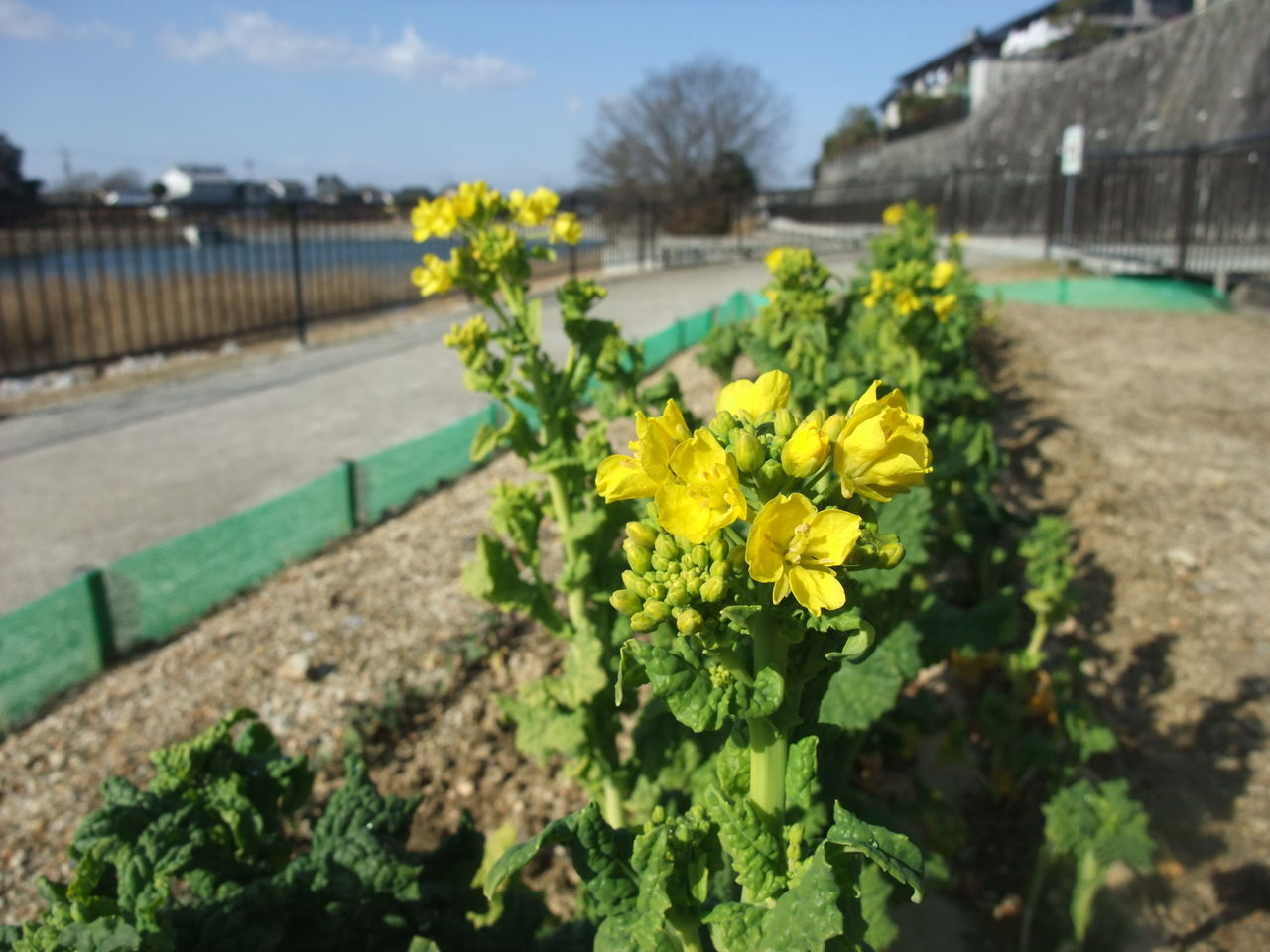 菜の花がもうすぐ見ごろに やつば池散歩道 豊田市 のブログ 菜の花がもうすぐ見ごろに やつば池散歩道 豊田市 のブログ