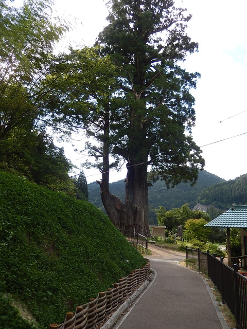 DSCN5146