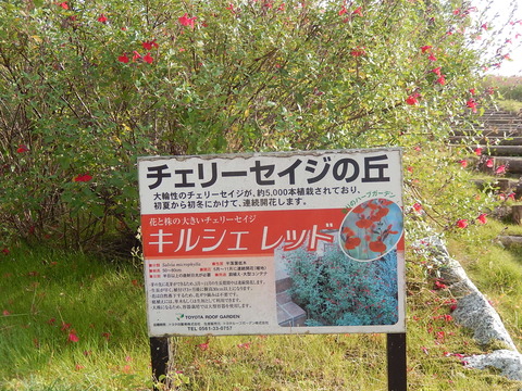 DSCN7364