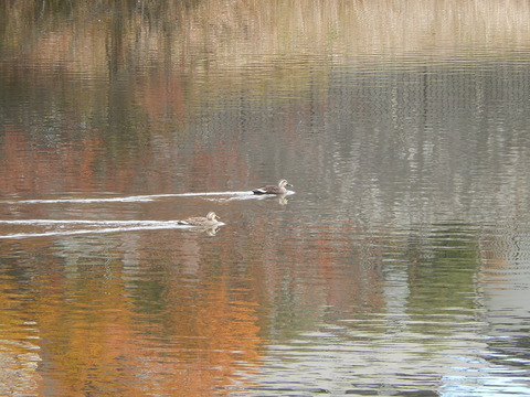 DSCN8827