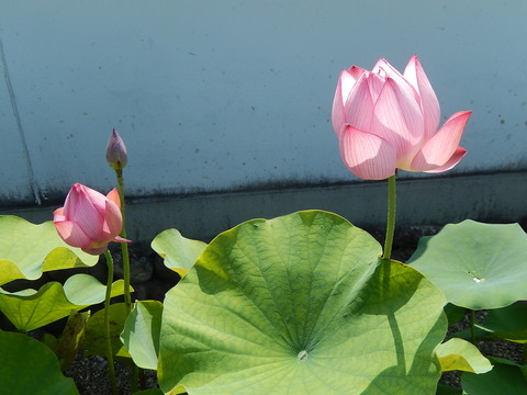 DSCN3539