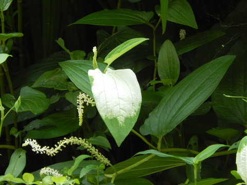 DSCN3736