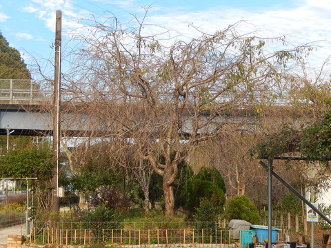 DSCN7599