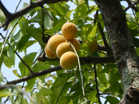 DSCN3375