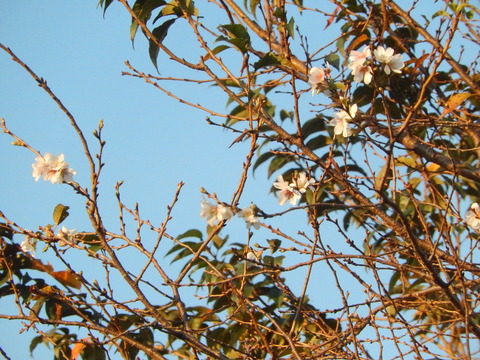 DSCN8078