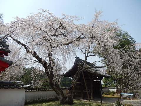 DSCN2249