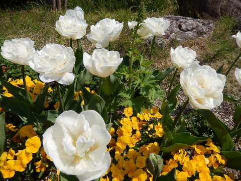 DSCN0705