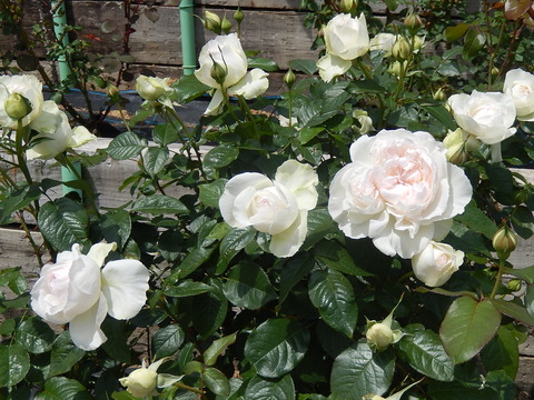 DSCN1645
